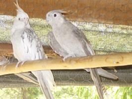 Ninfa  Cara Blanca Perlada